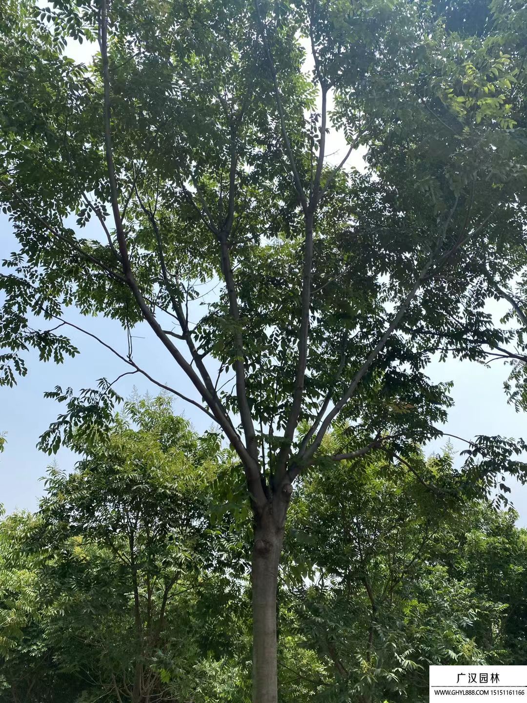 栾树 