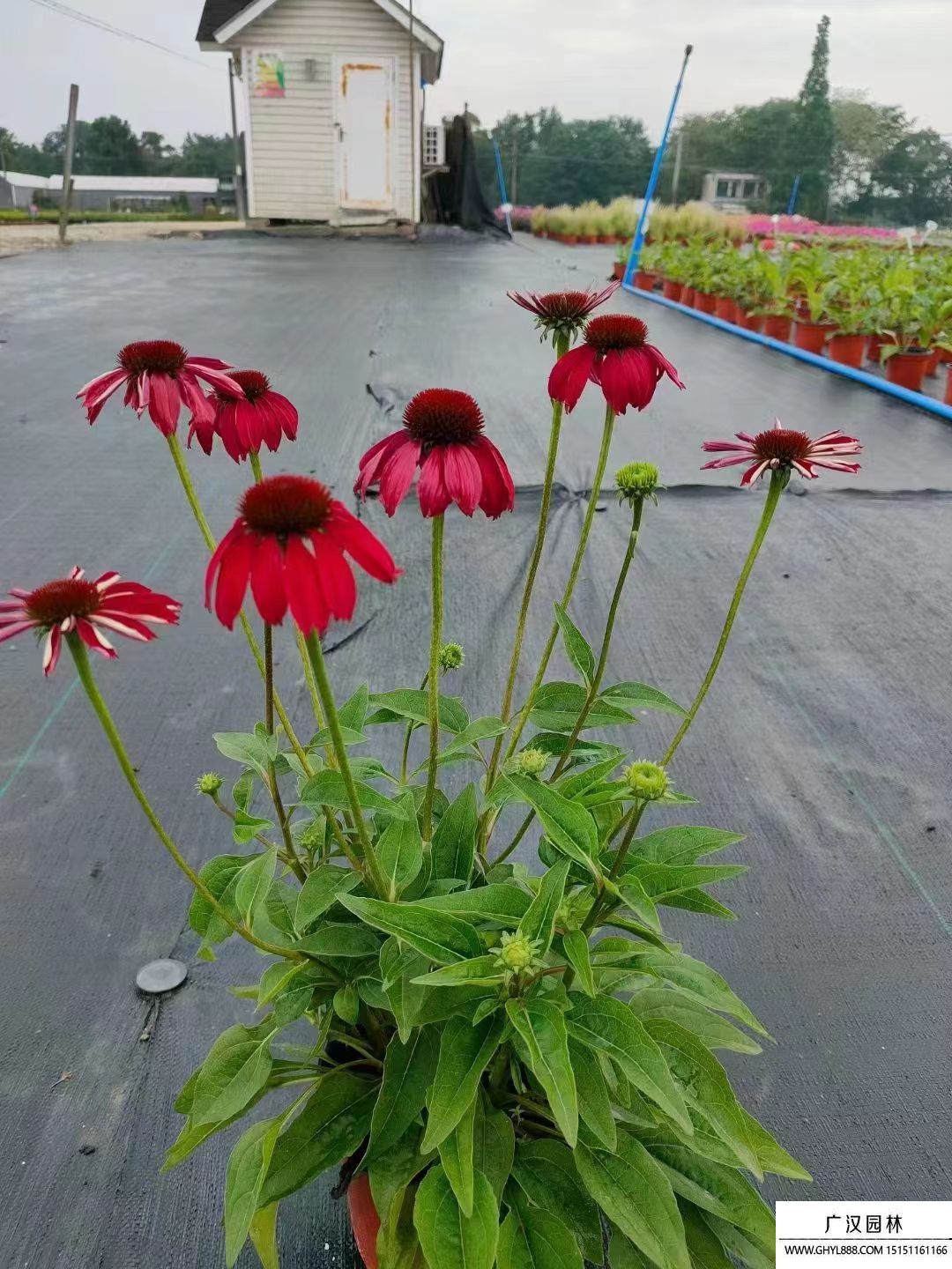 松果菊