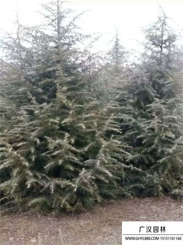 雪松