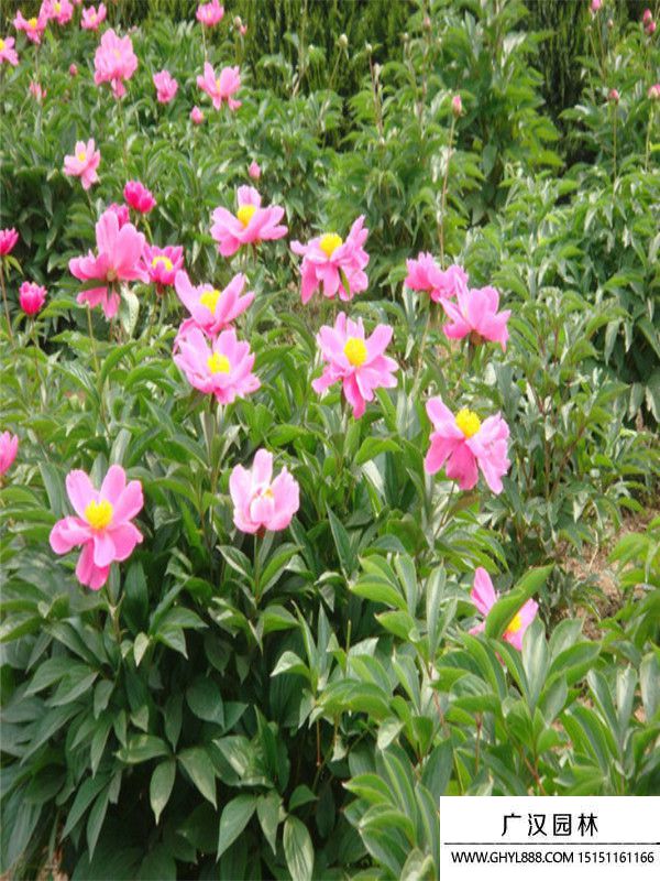 芍药