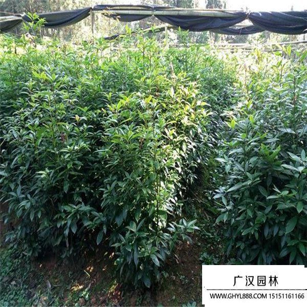 金丝楠木 