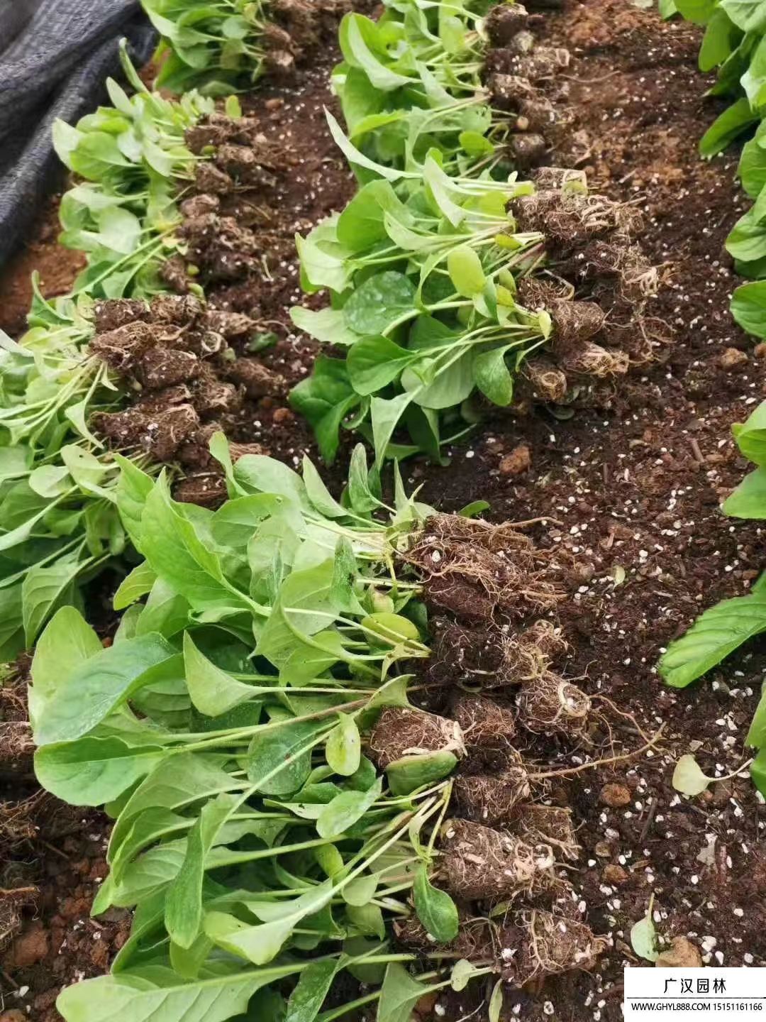非洲菊