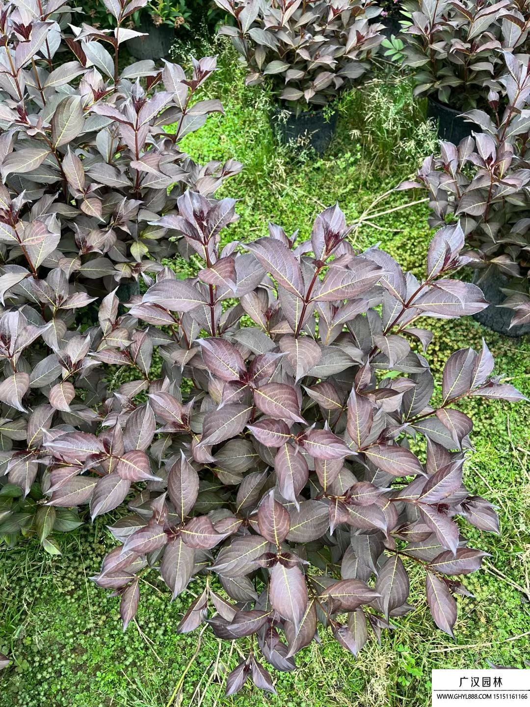 紫叶锦带