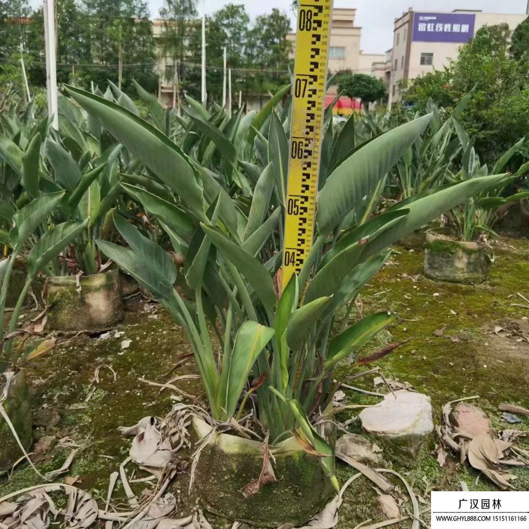 天堂鸟