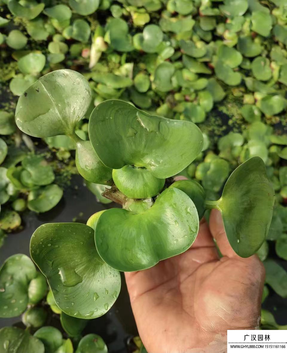 水葫芦 
