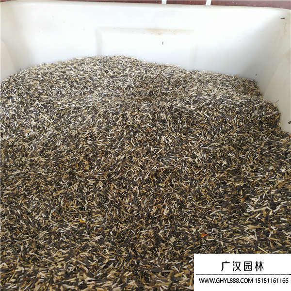 万寿菊种子
