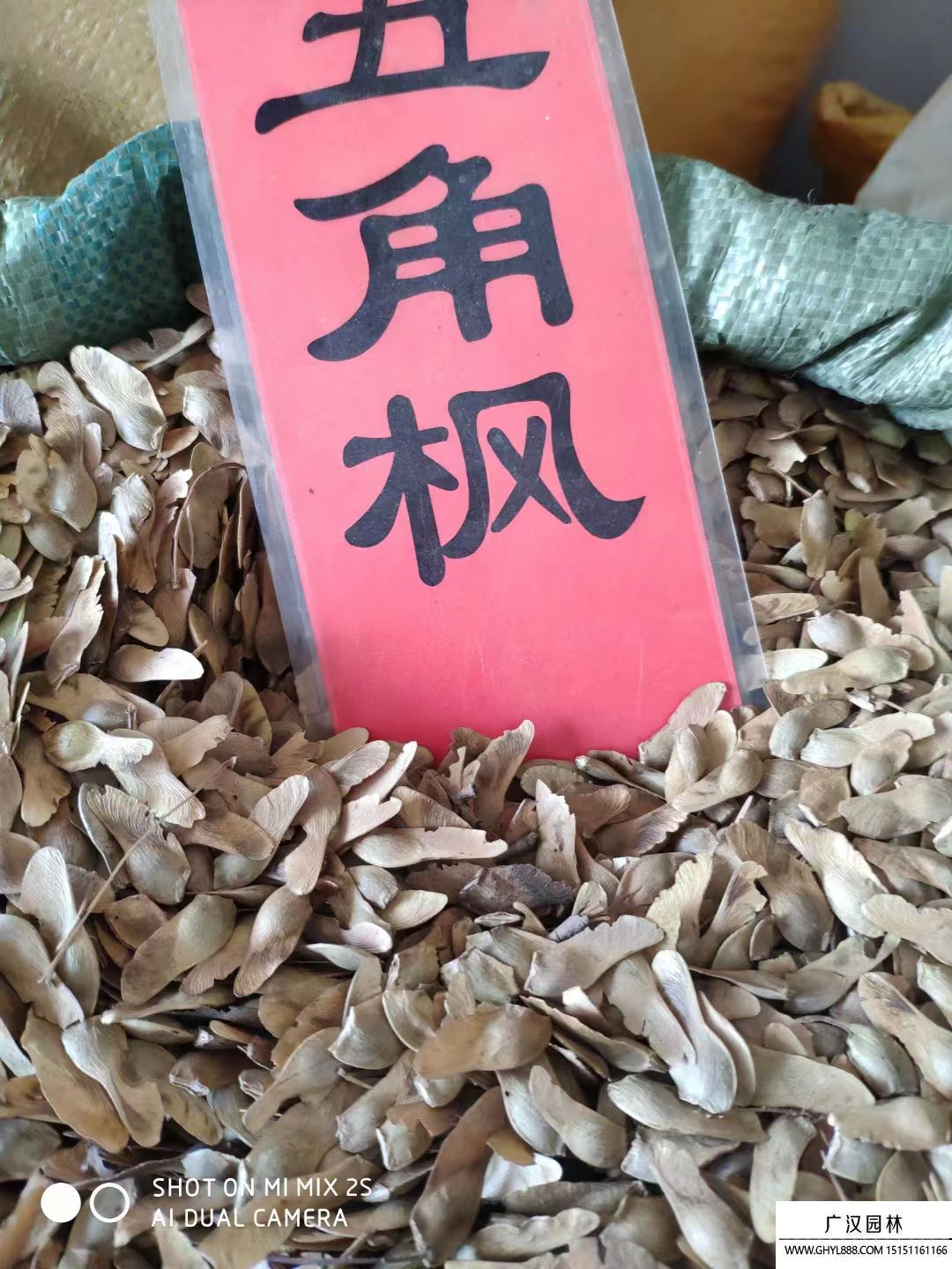 五角枫种子 