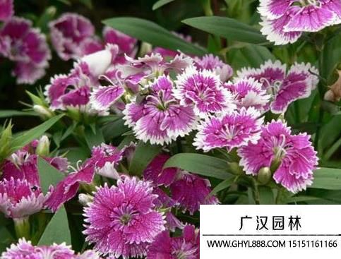 常夏石竹