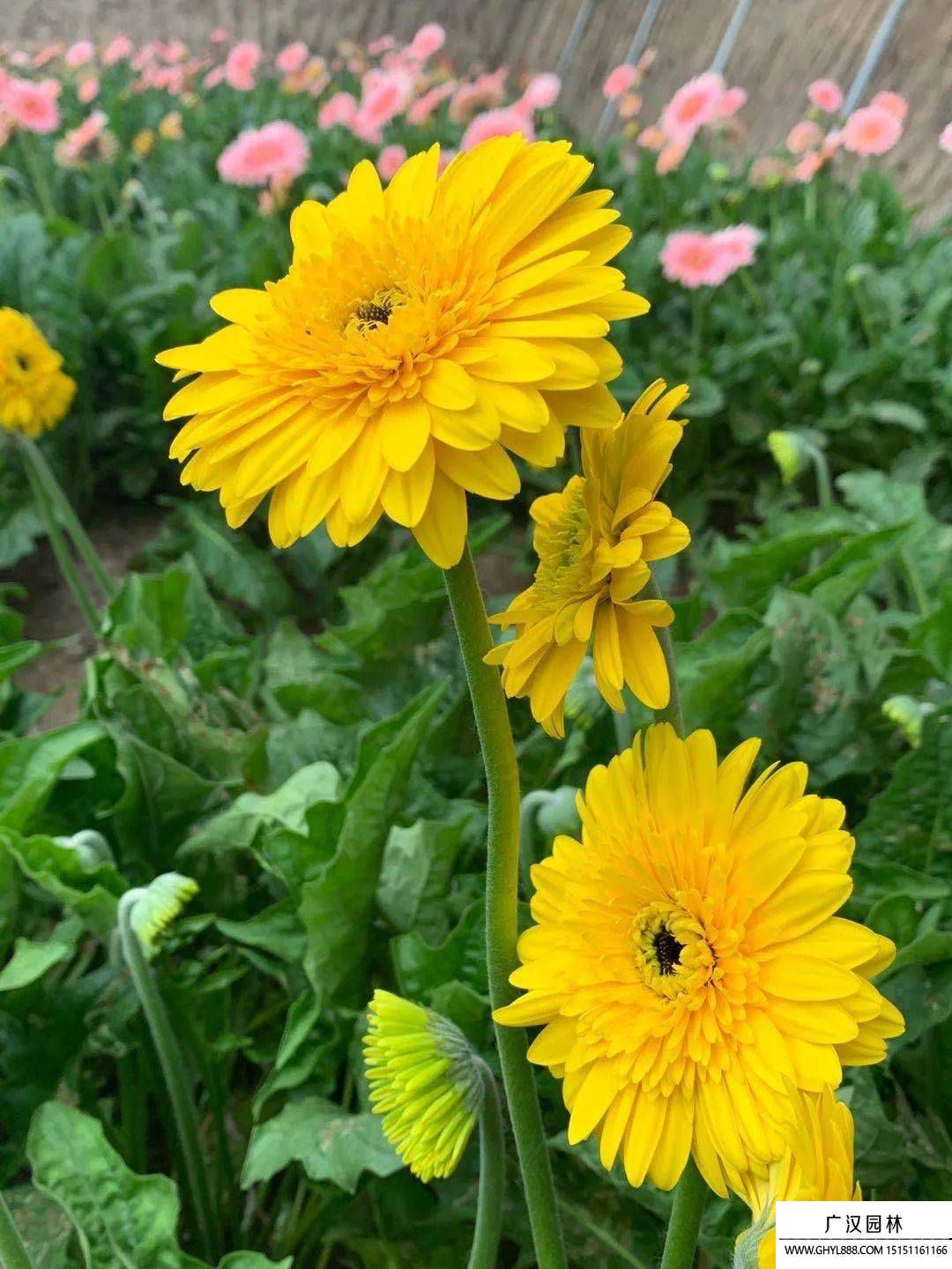 扶郎花图片