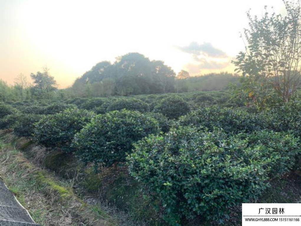 茶梅球图片