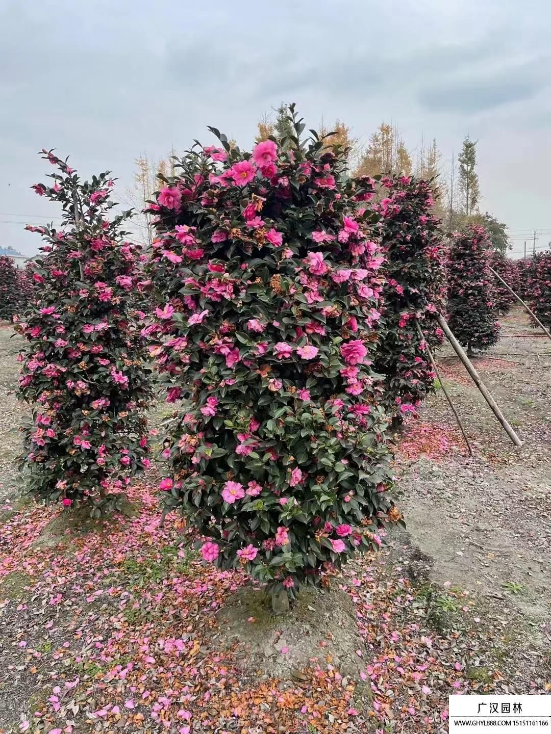 茶梅球图片