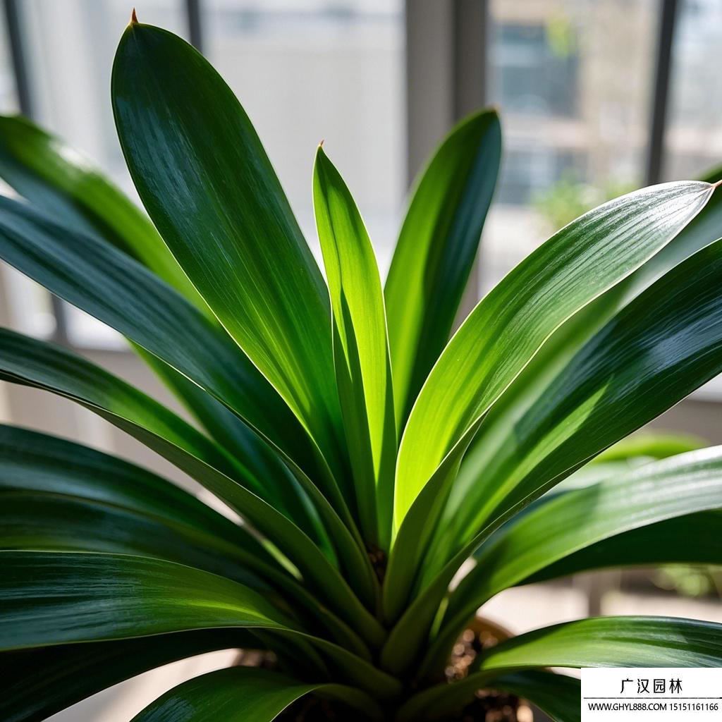 介绍狗牙根草种