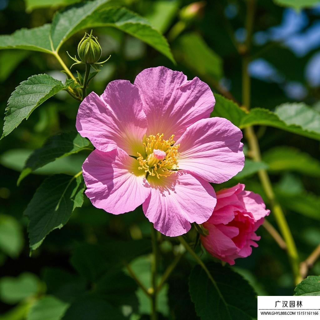 芙蓉花图片.jpg
