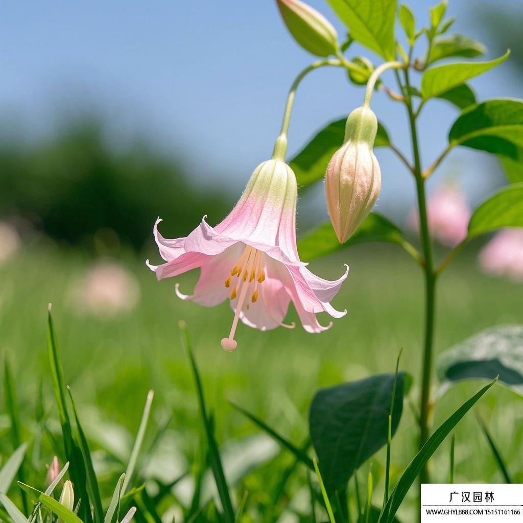 佛铃花图片.jpg