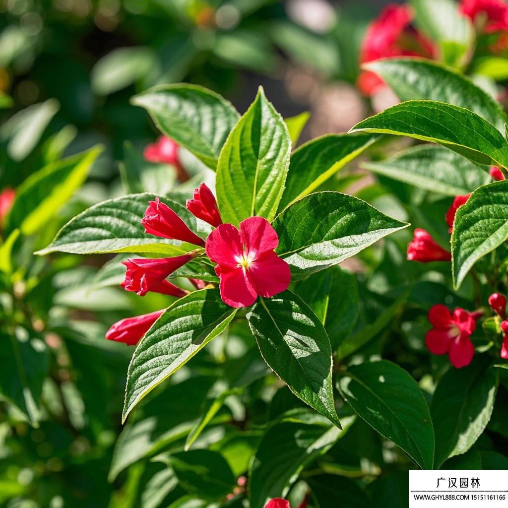 花叶锦带.jpg
