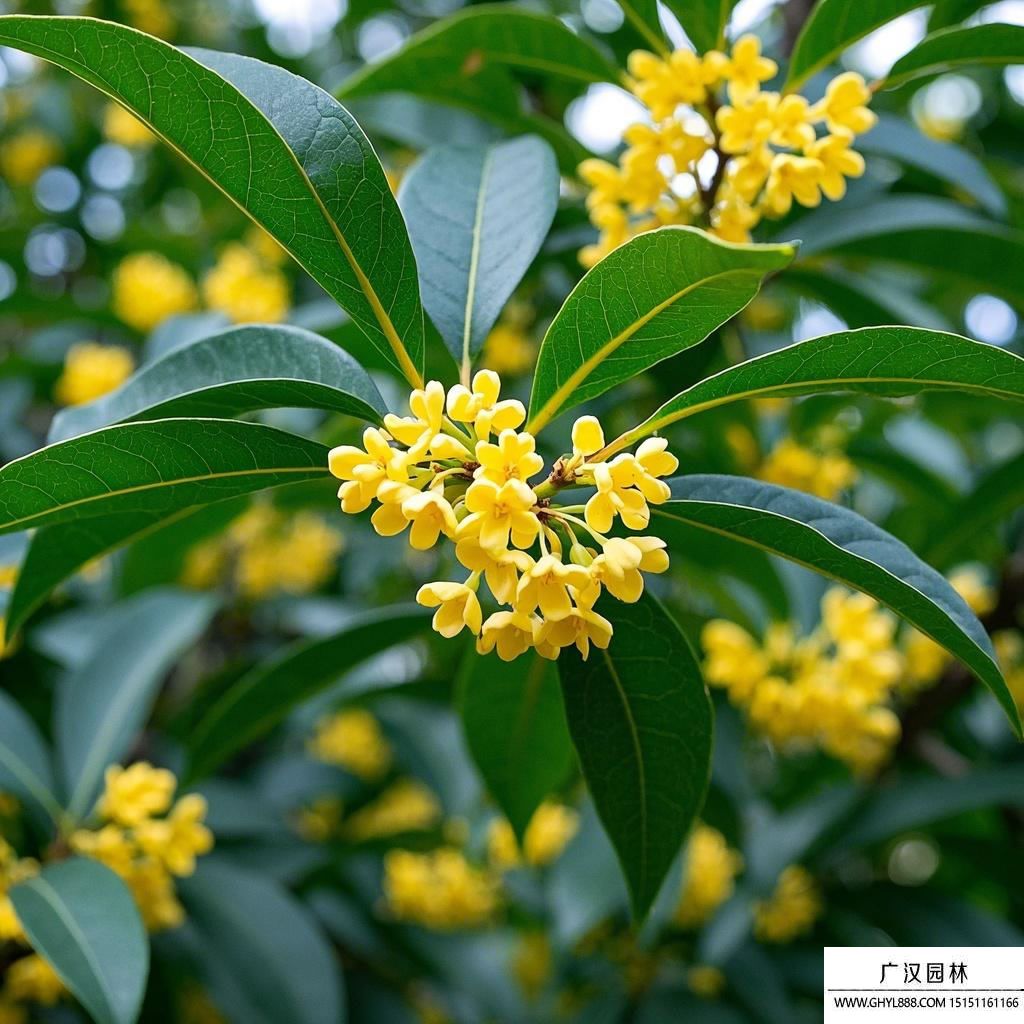 桂花树图片.jpg