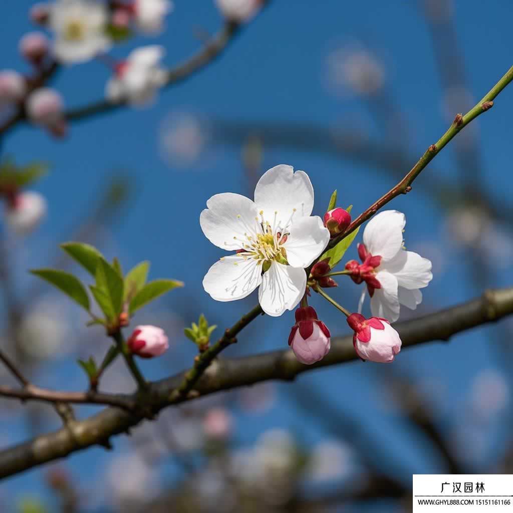 梅花图片.jpg