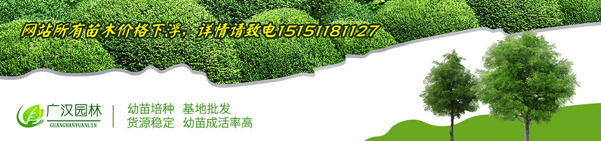 广汉园林苗木