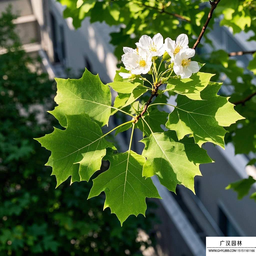 法桐图片(1).jpg
