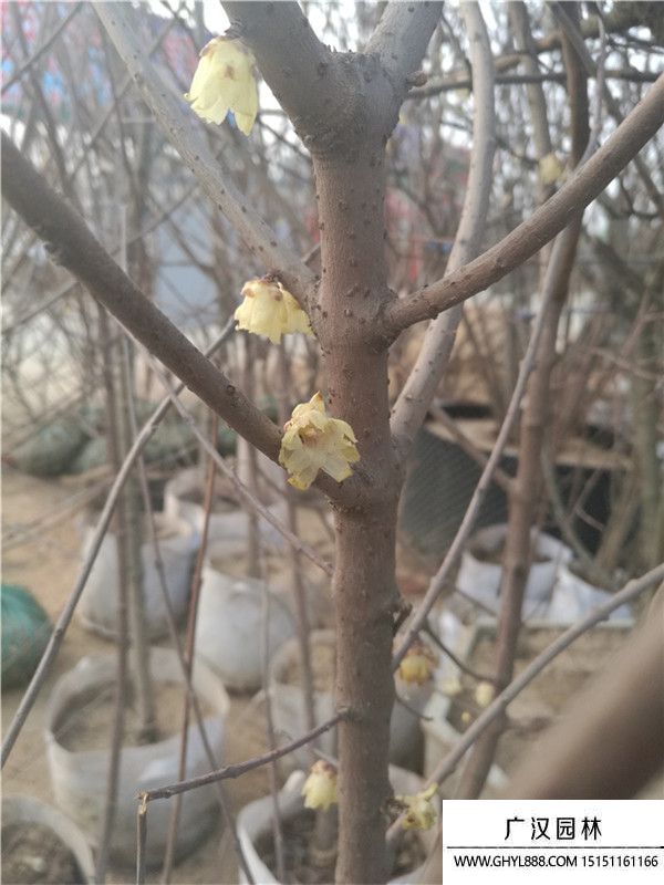 腊梅