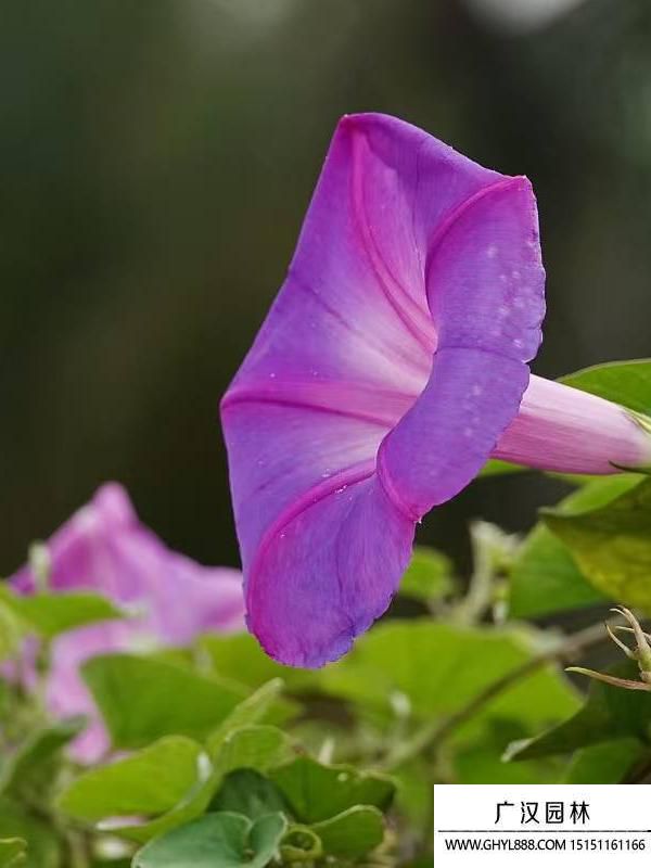 牵牛花