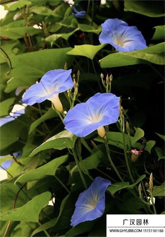 牵牛花