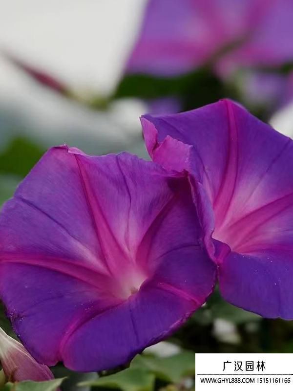 牵牛花