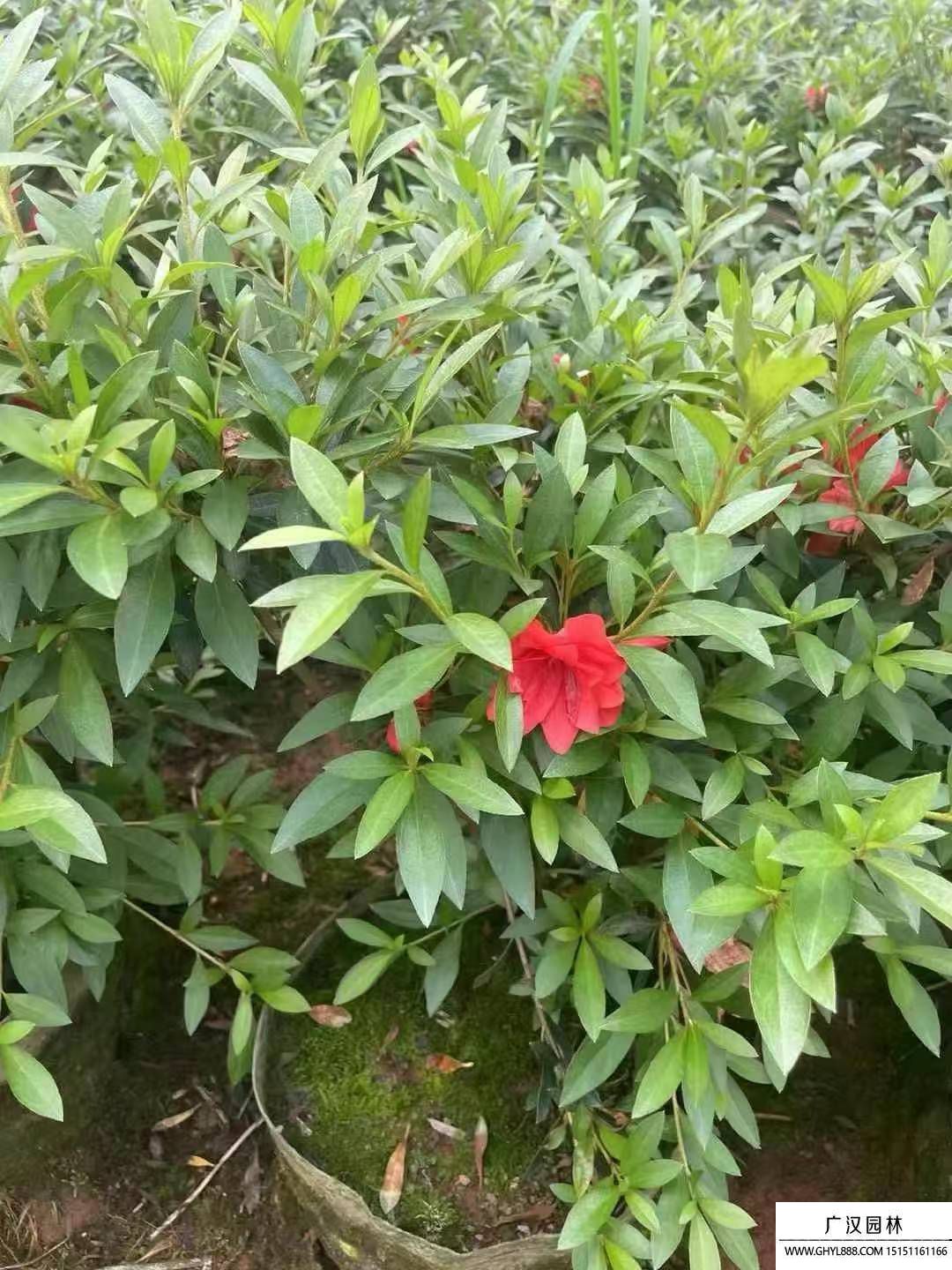 杜鹃花