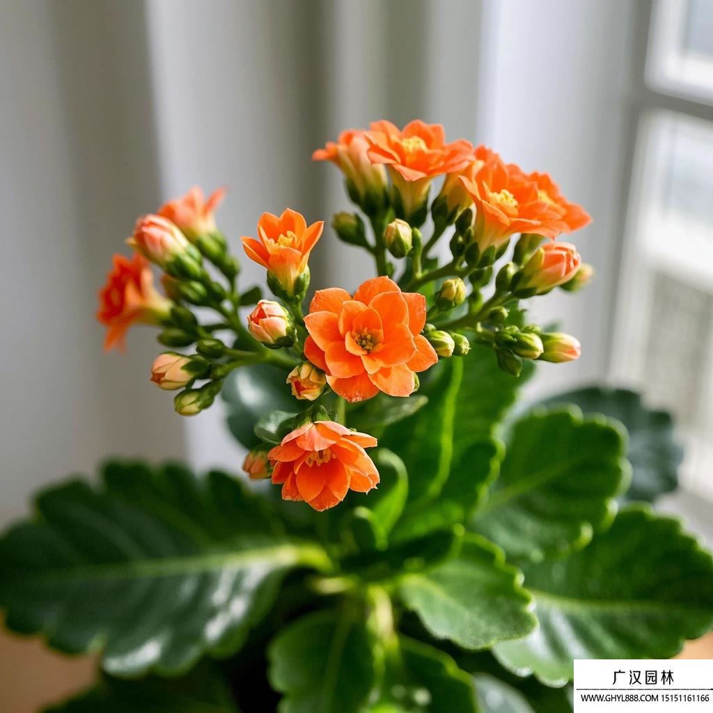 长寿花养殖.jpg