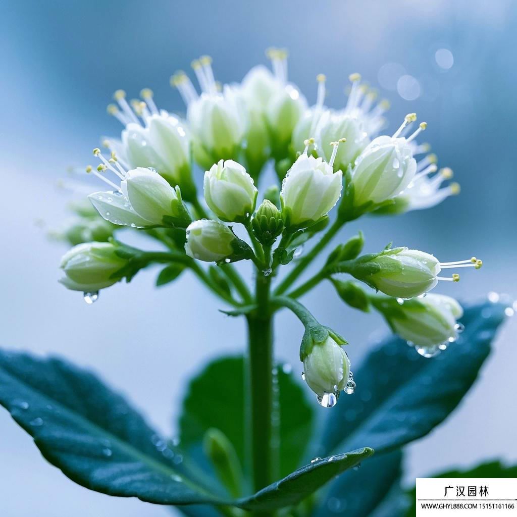 长寿花图片.jpg