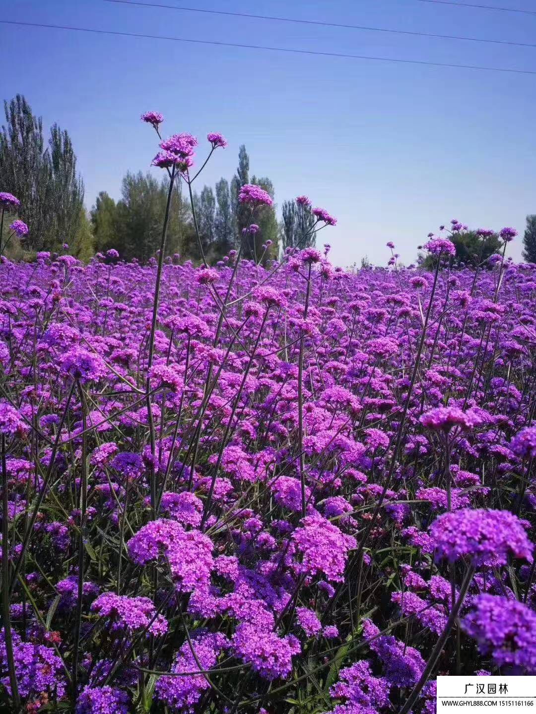 马鞭草