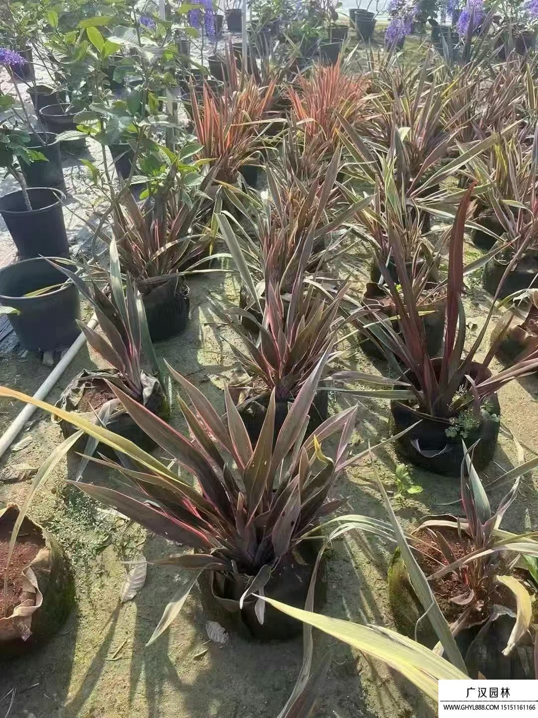 粉边亚麻
