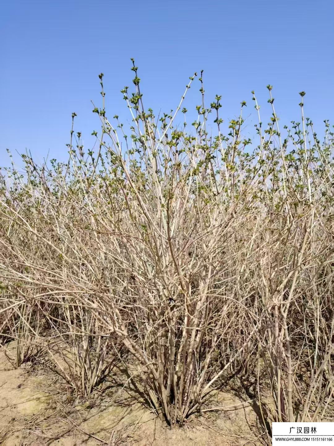 丛生鸡树条荚蒾