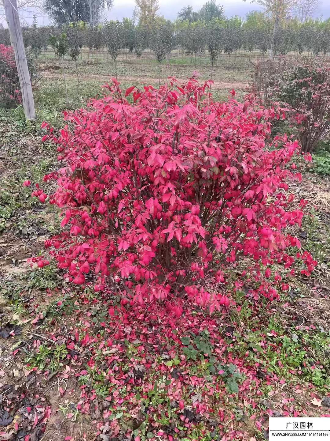 火焰卫矛