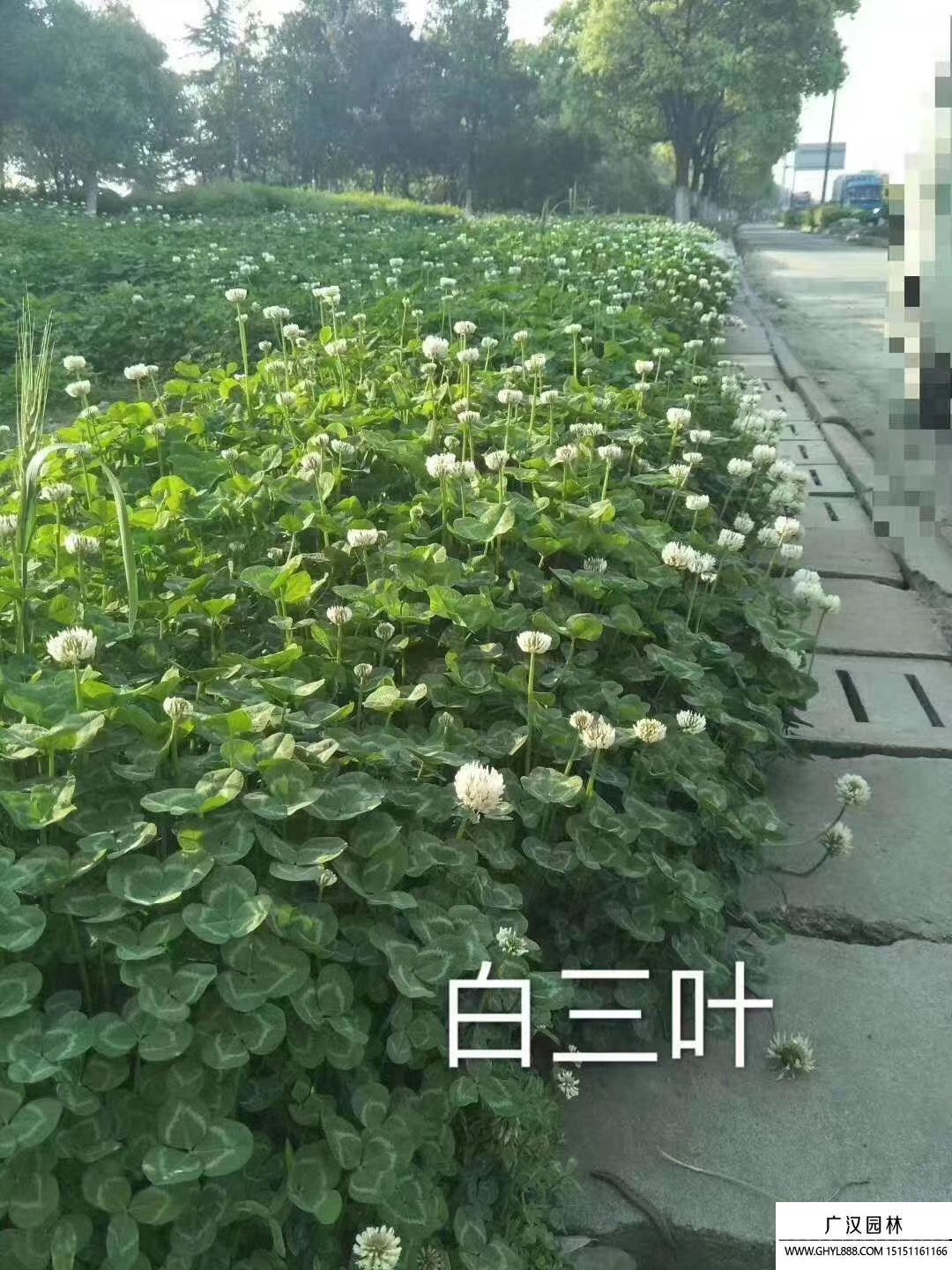 白三叶