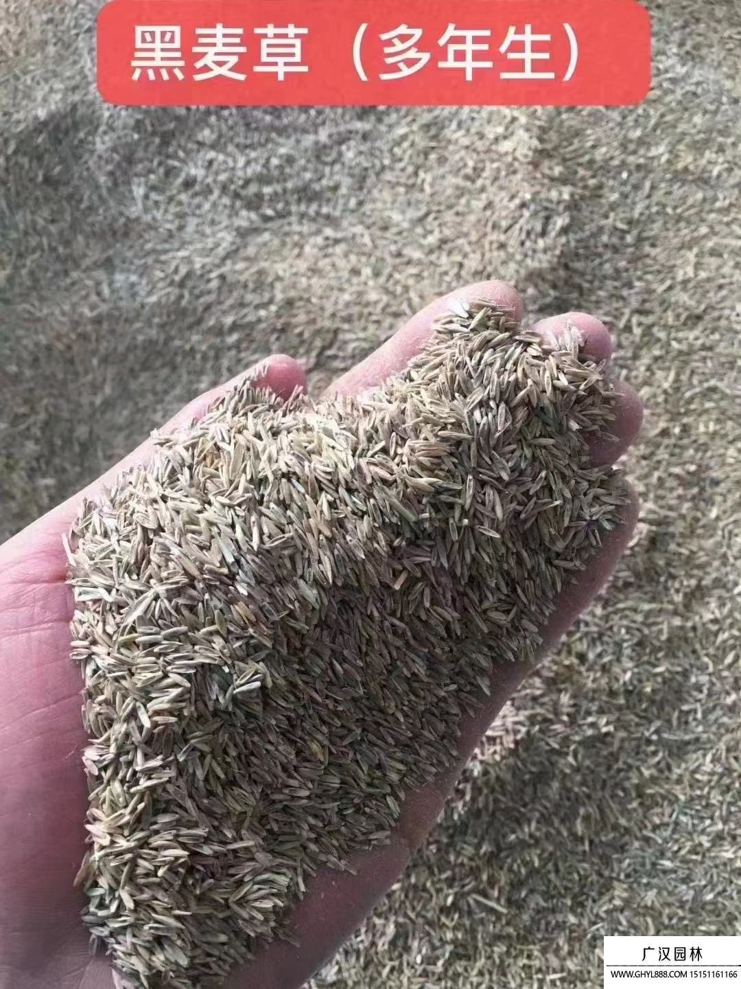 黑麦草种子（多年生）