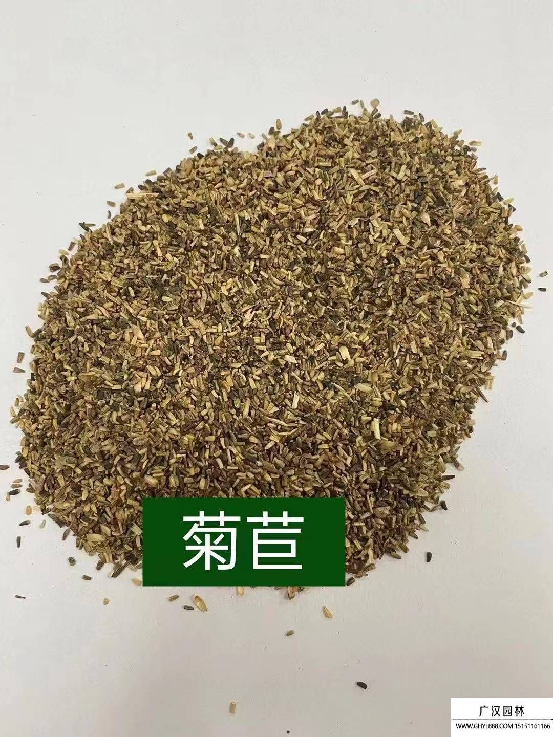 菊苣
