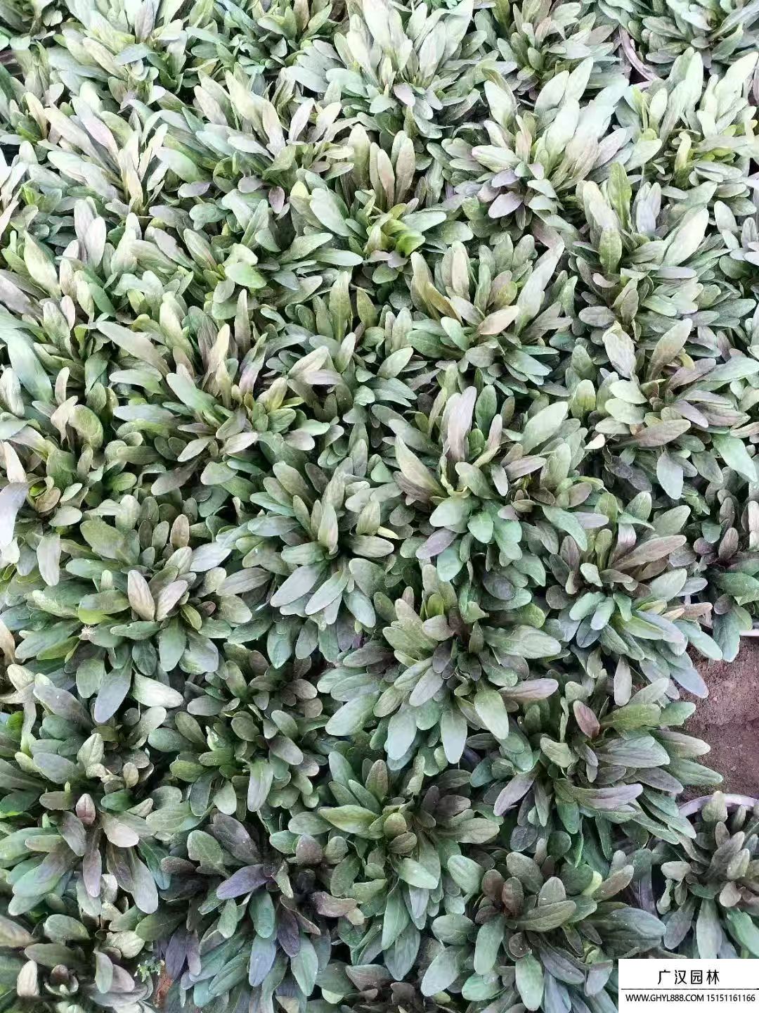筋骨草