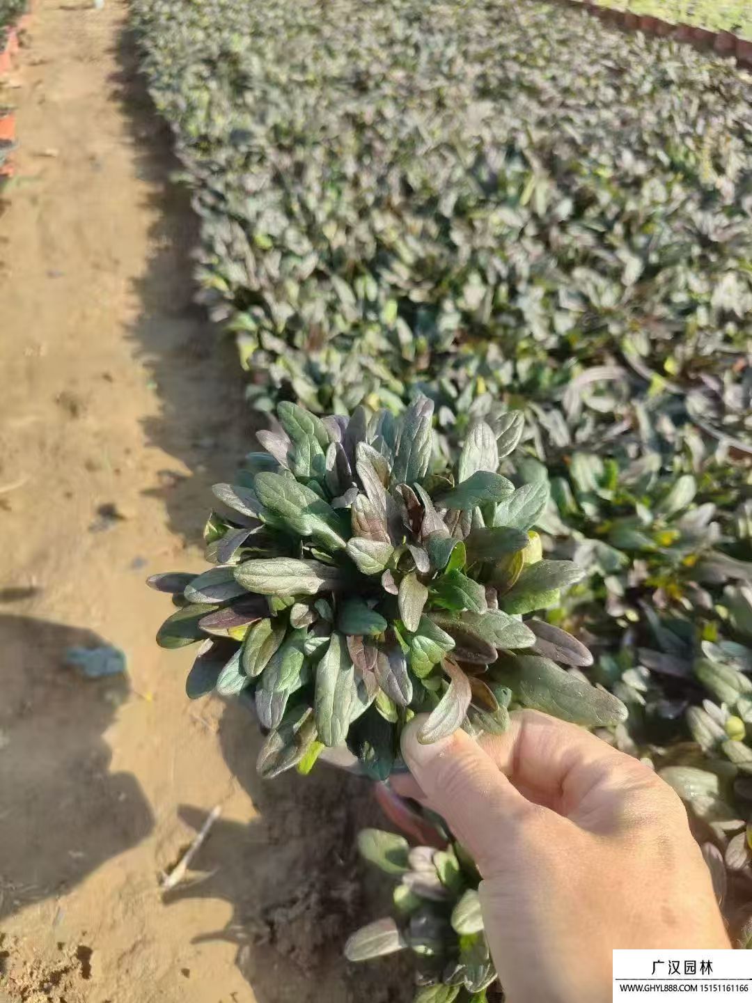 筋骨草