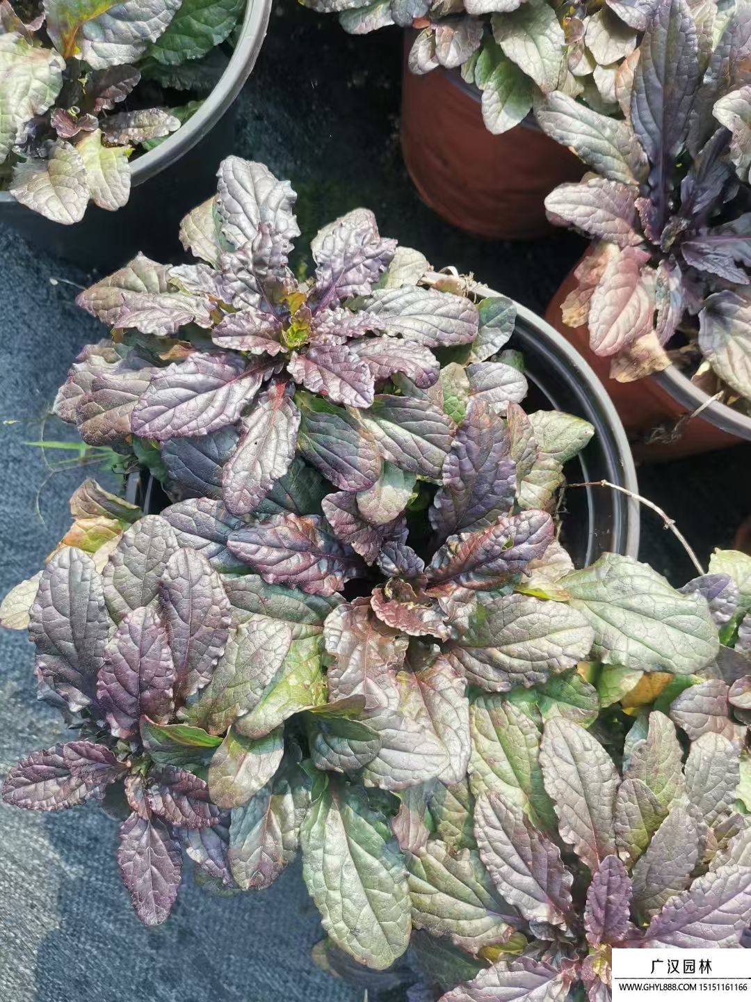 筋骨草