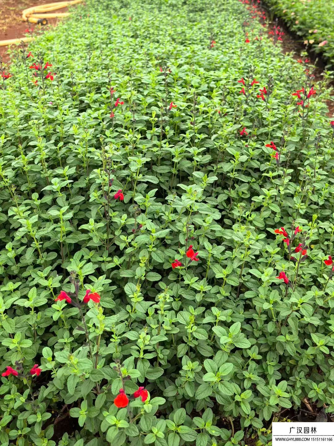 樱桃鼠尾草