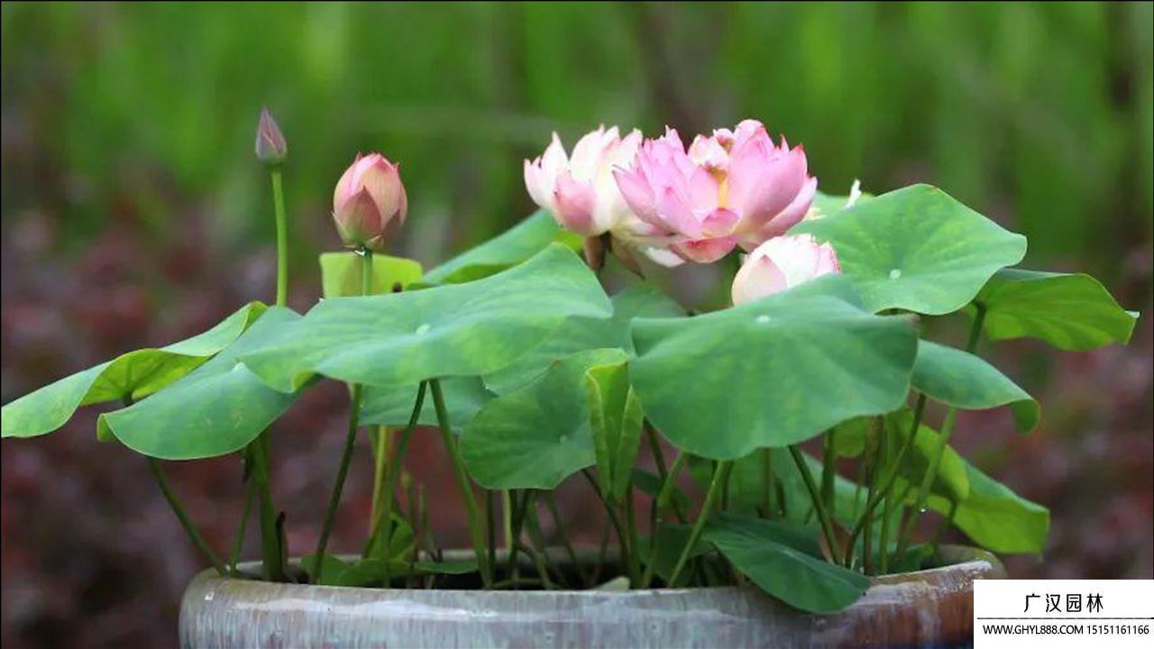 碗莲的种植方法.jpg