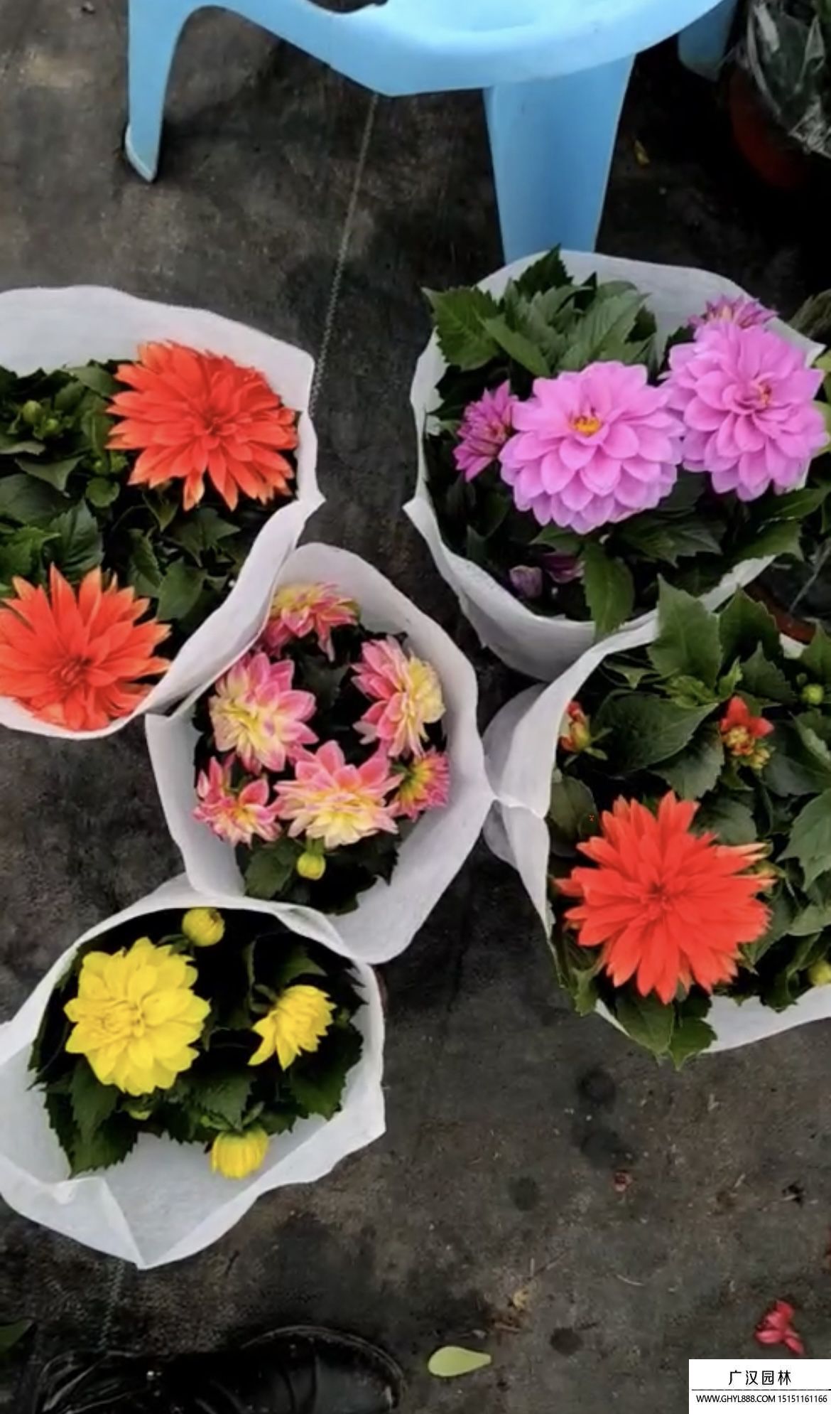 大丽花