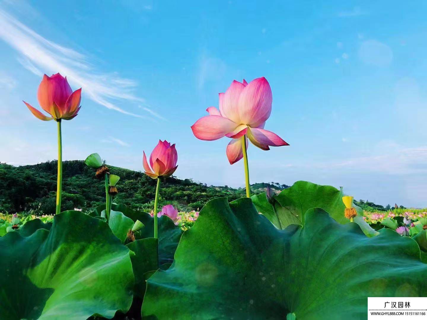 荷花