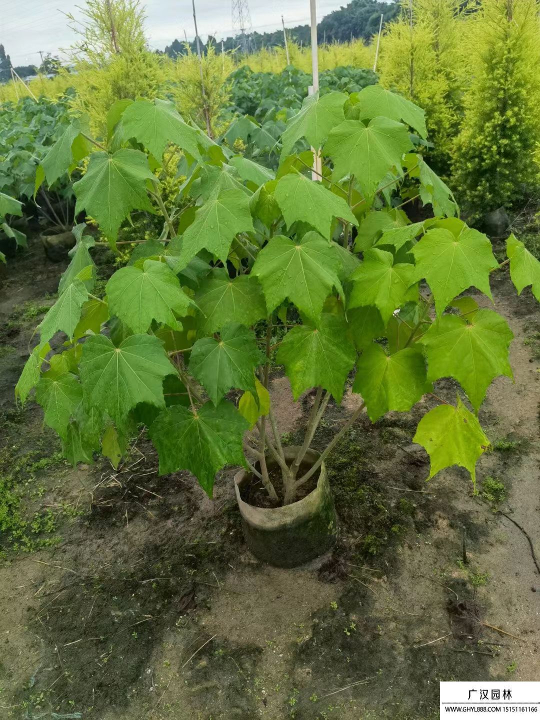 木芙蓉