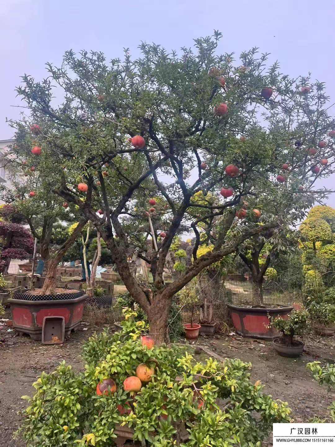 石榴