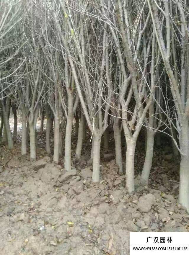 石榴