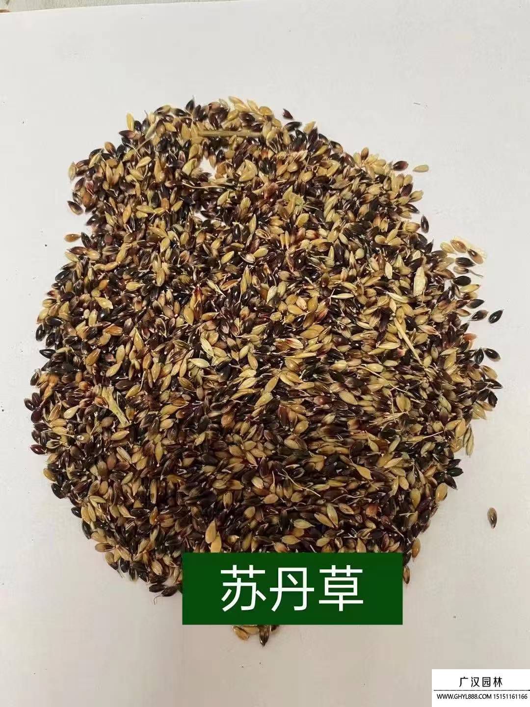 苏丹草