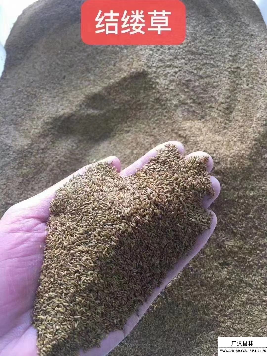 结缕草种子