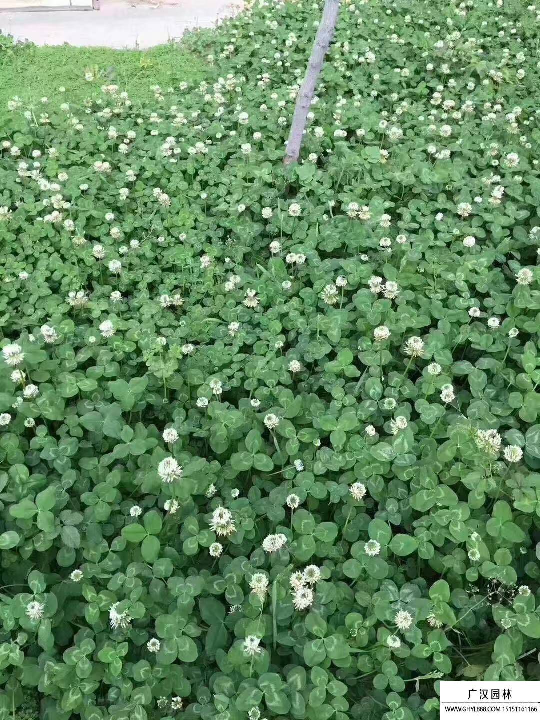 白三叶